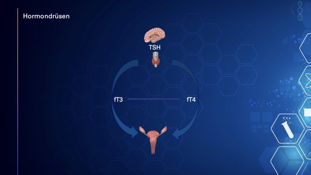 Symbolgrafik zur Verbindung zwischen Schilddrüse und Fruchtbarkeit: Darstellung der hormonellen Regulation und ihrer Bedeutung für Zyklus, Eisprung und gesunde Schwangerschaft.